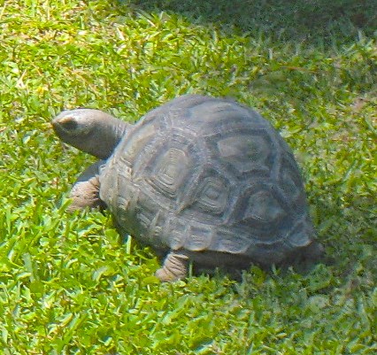 ALDABRA BREEDER
