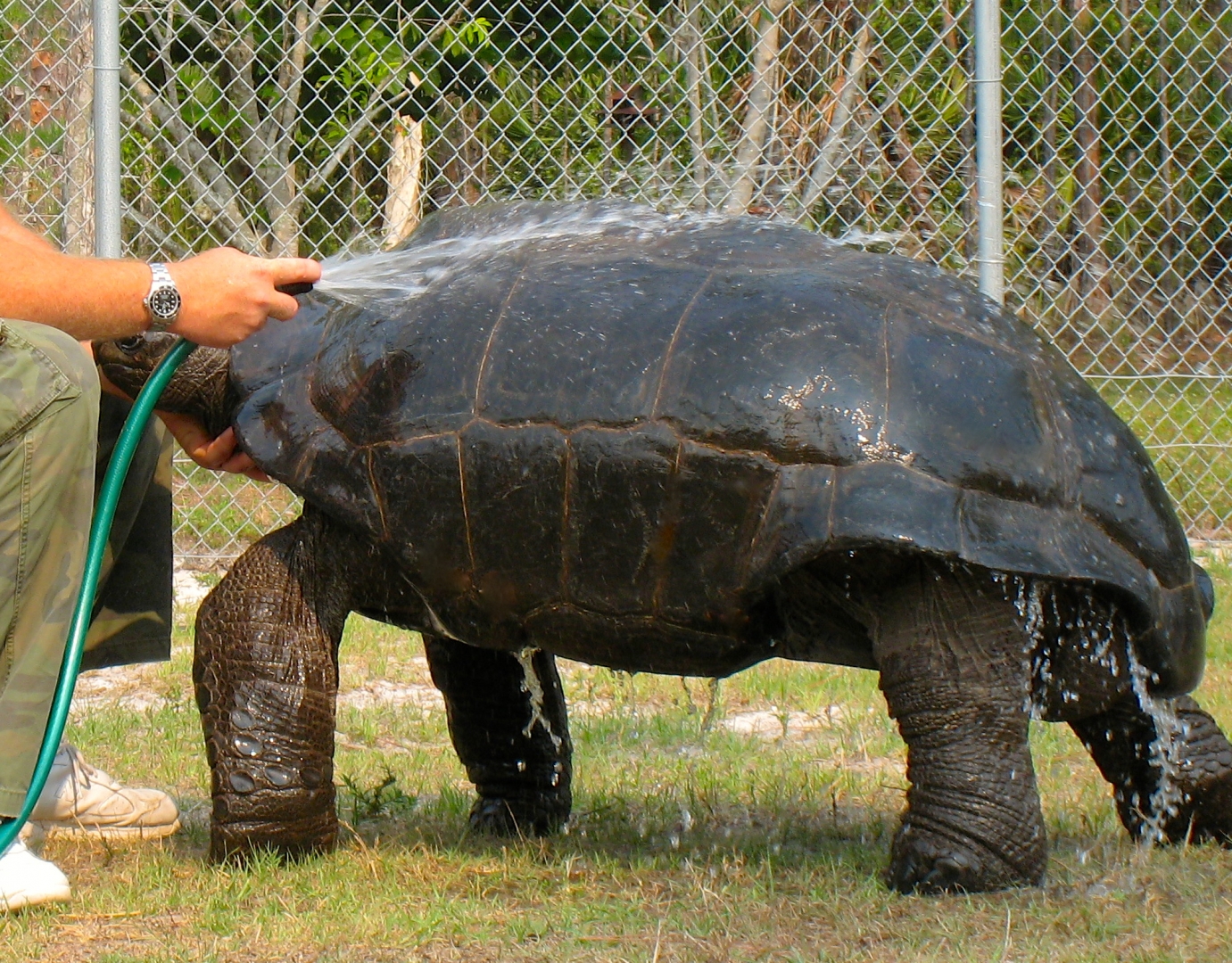 ALDABRA BREEDER
