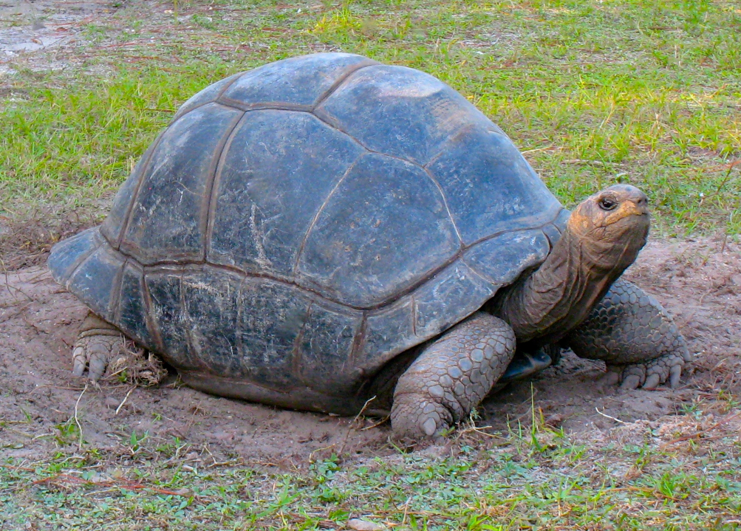 ALDABRA BREEDER