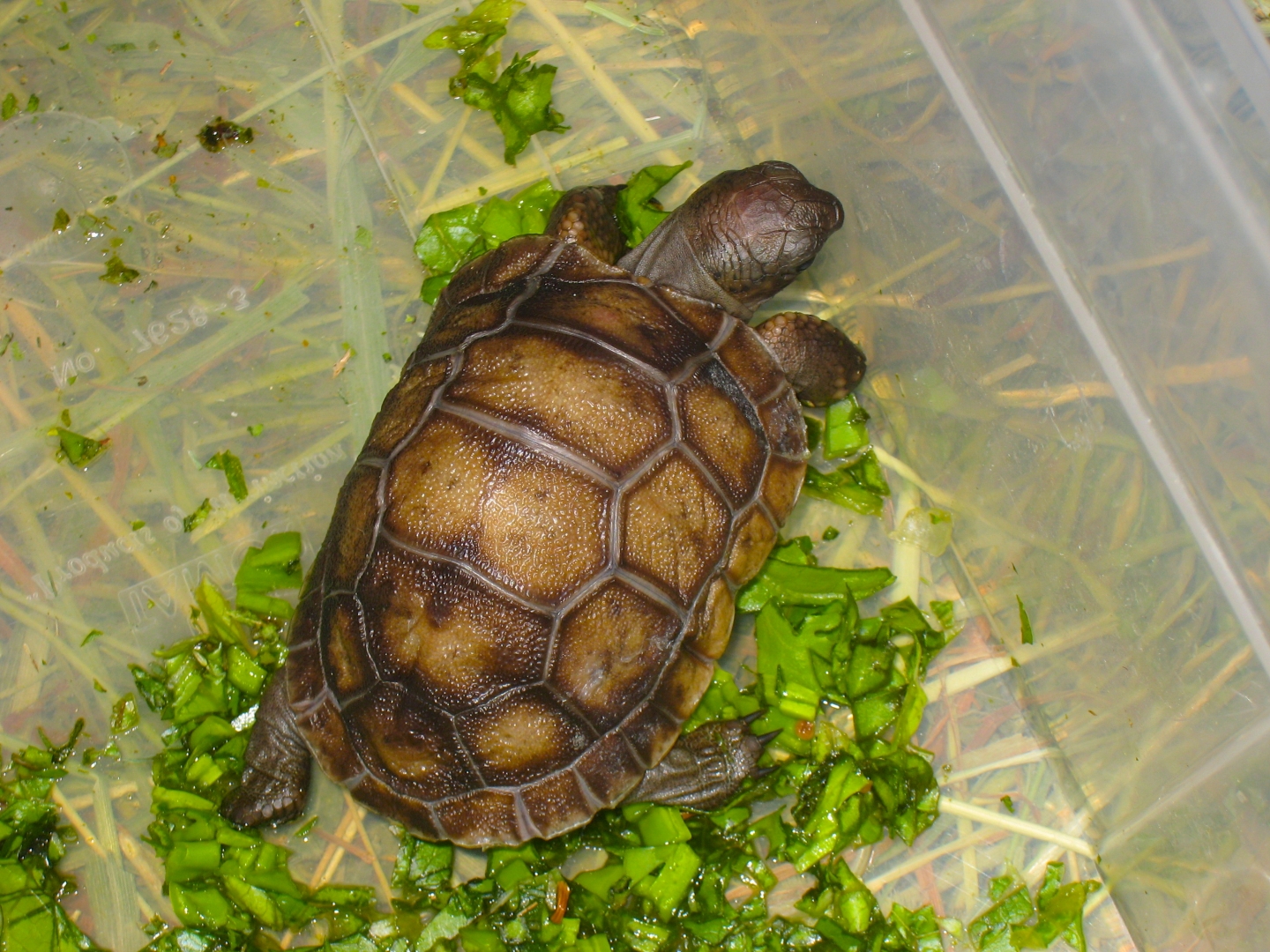 ALDABRA BREEDER