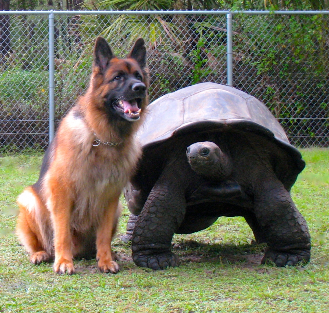 ALDABRA BREEDER