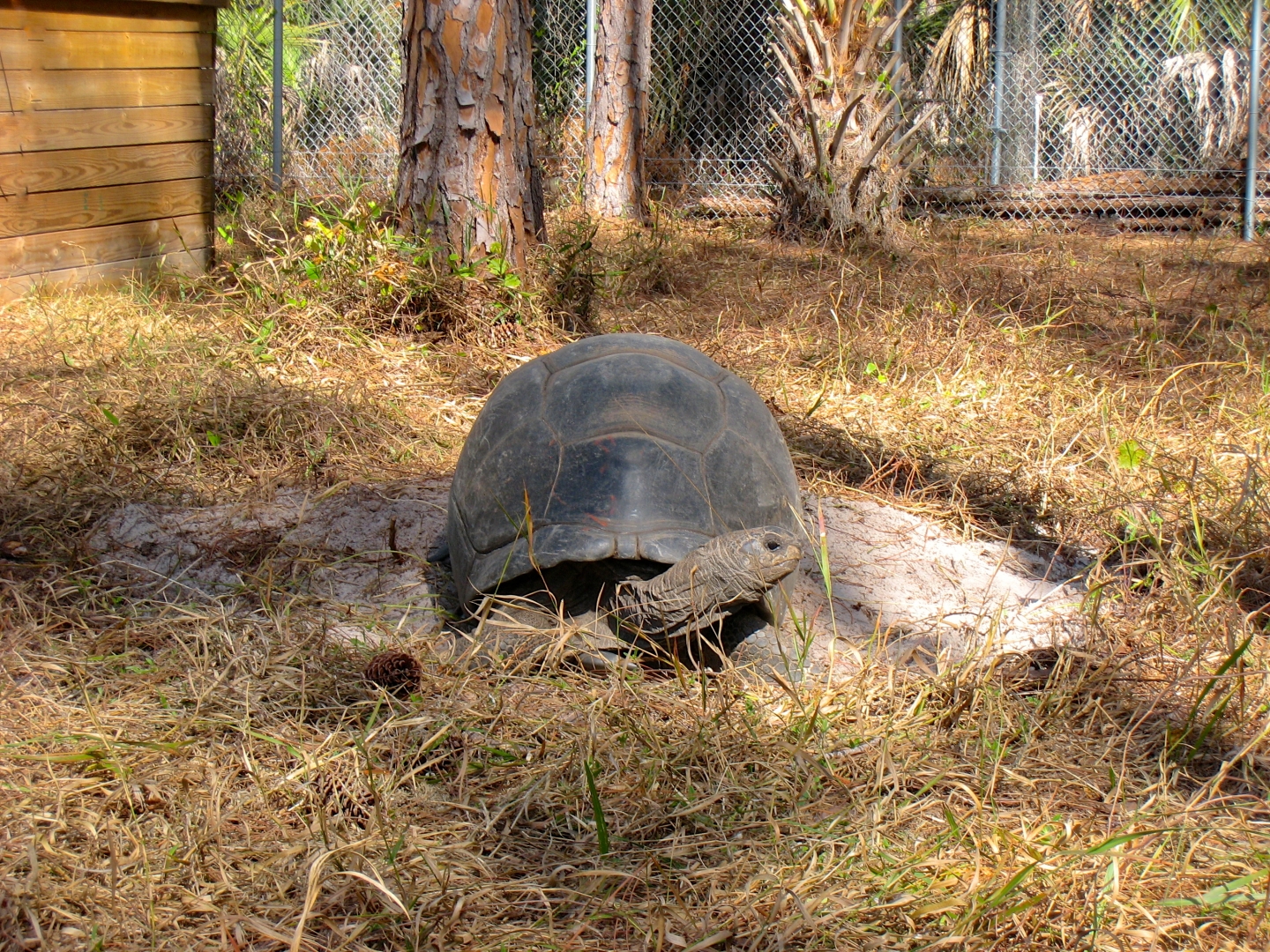 ALDABRA BREEDER