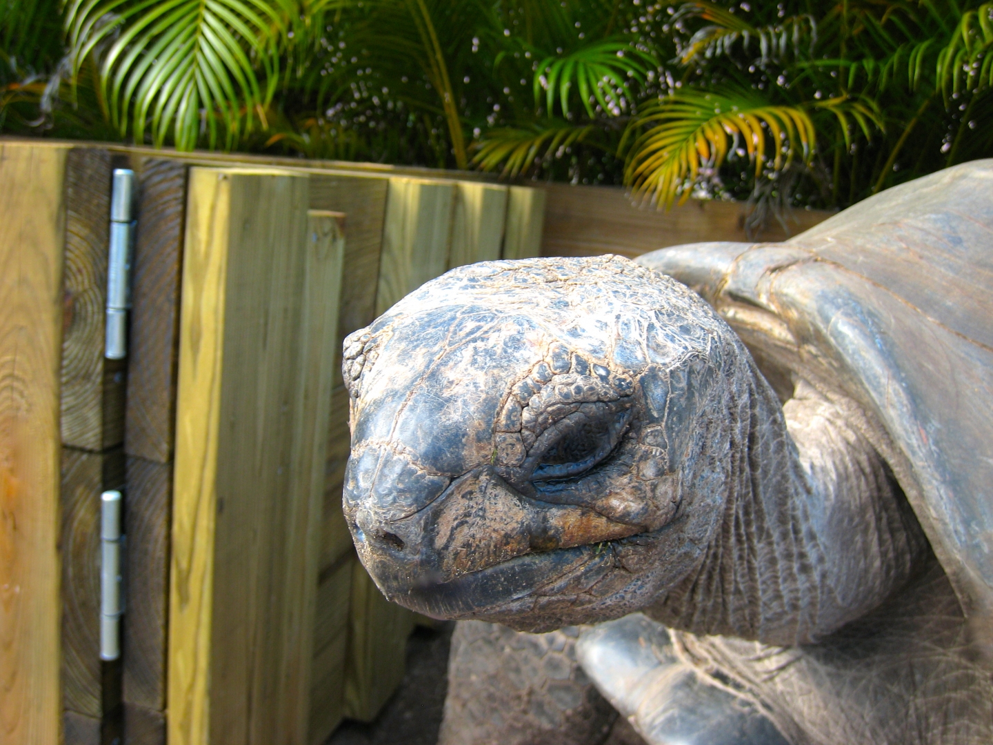 ALDABRA BREEDER