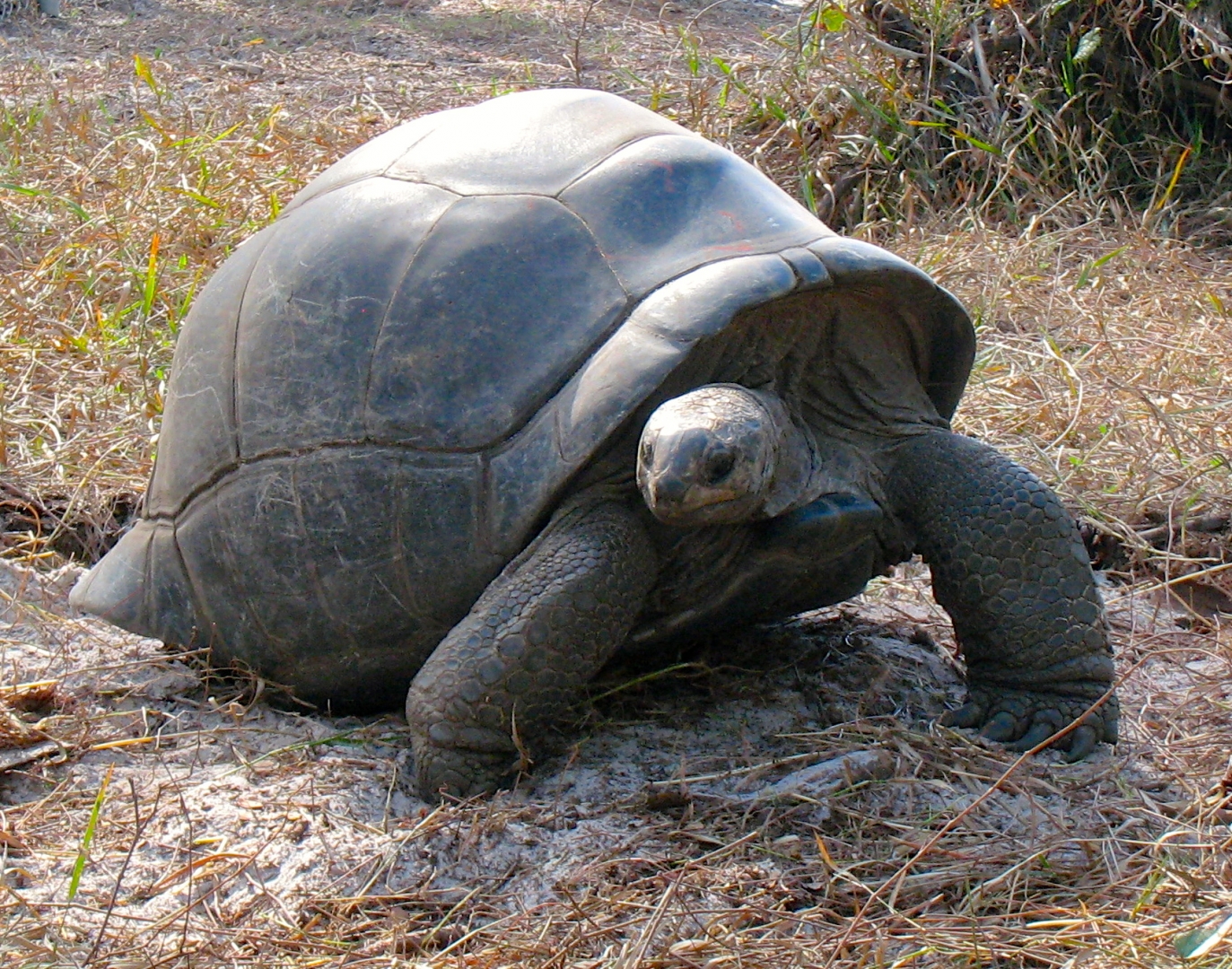 ALDABRA BREEDER