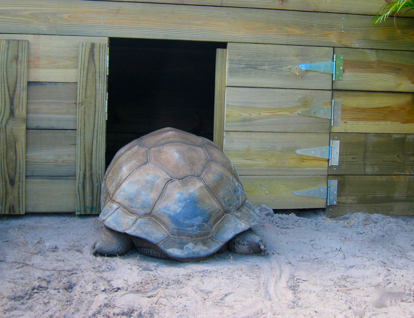 ALDABRA BREEDER