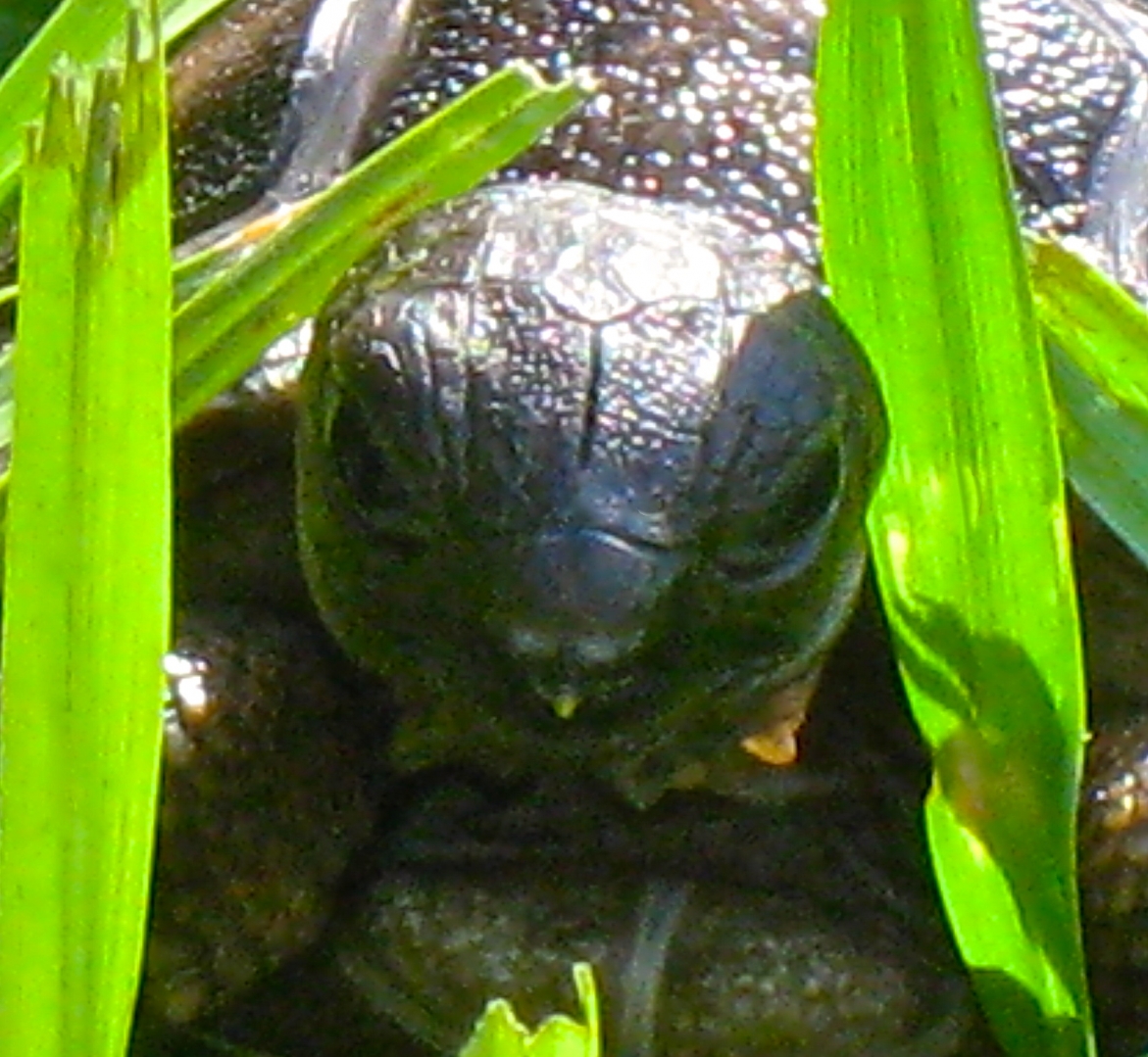 ALDABRA BREEDER