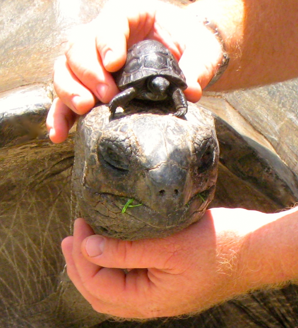 ALDABRA BREEDER