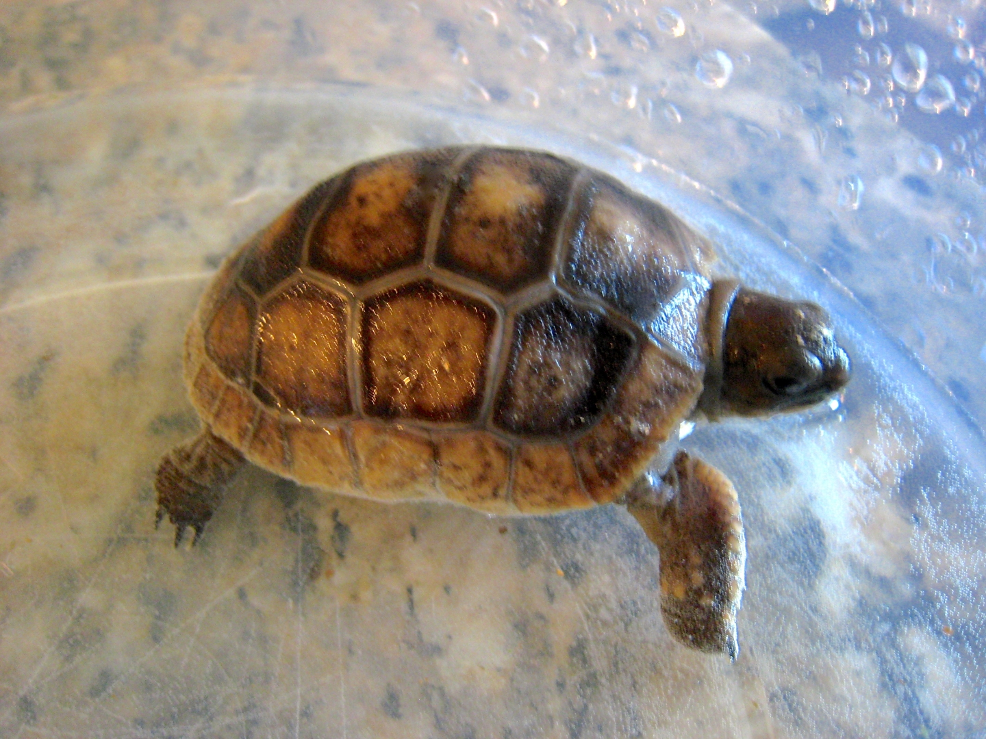 ALDABRA BREEDER
