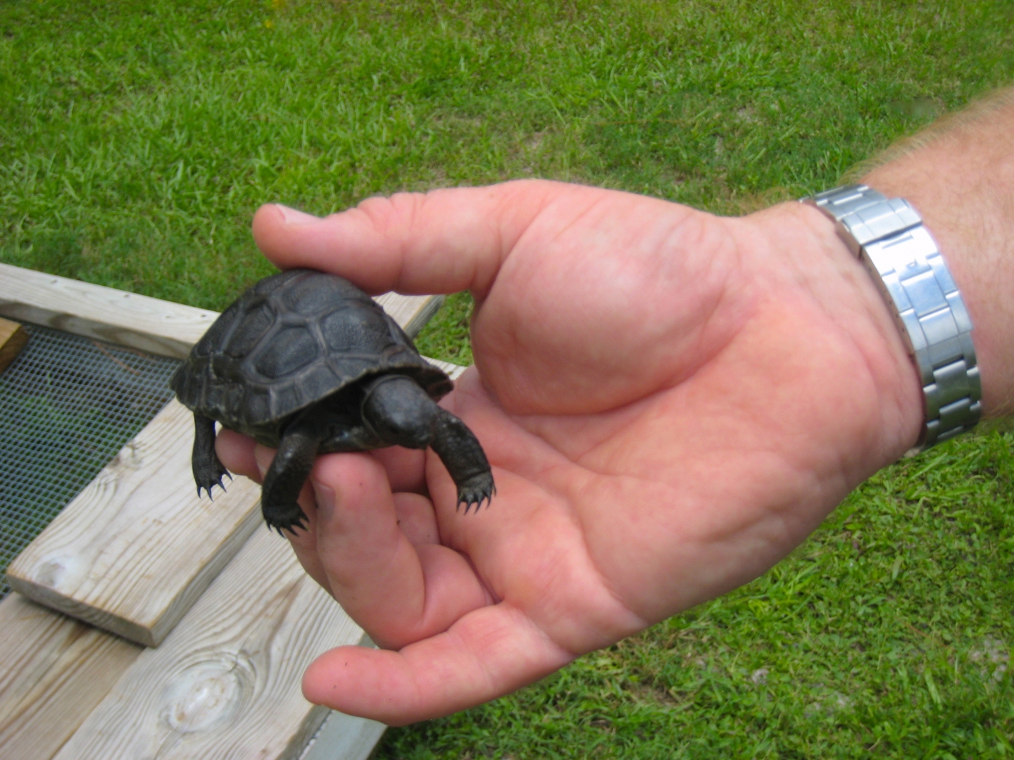 ALDABRA BREEDER