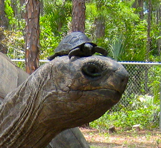 ALDABRA BREEDER
