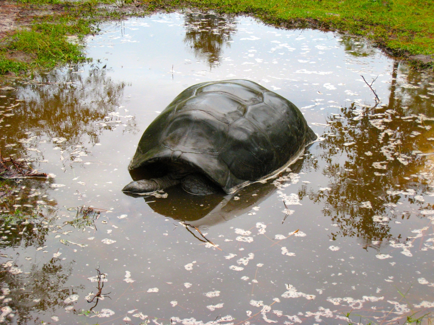 ALDABRA BREEDER