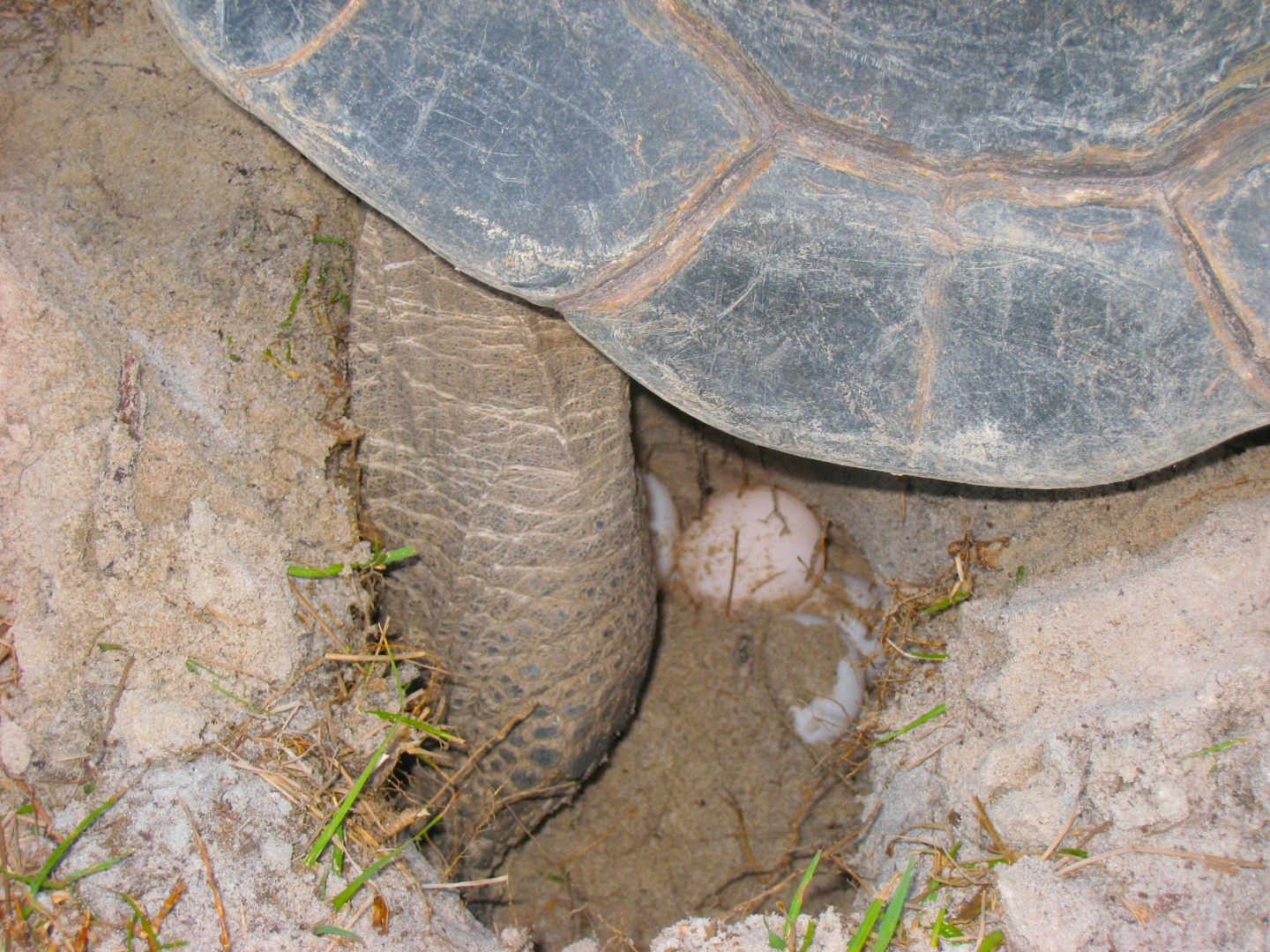 ALDABRA BREEDER