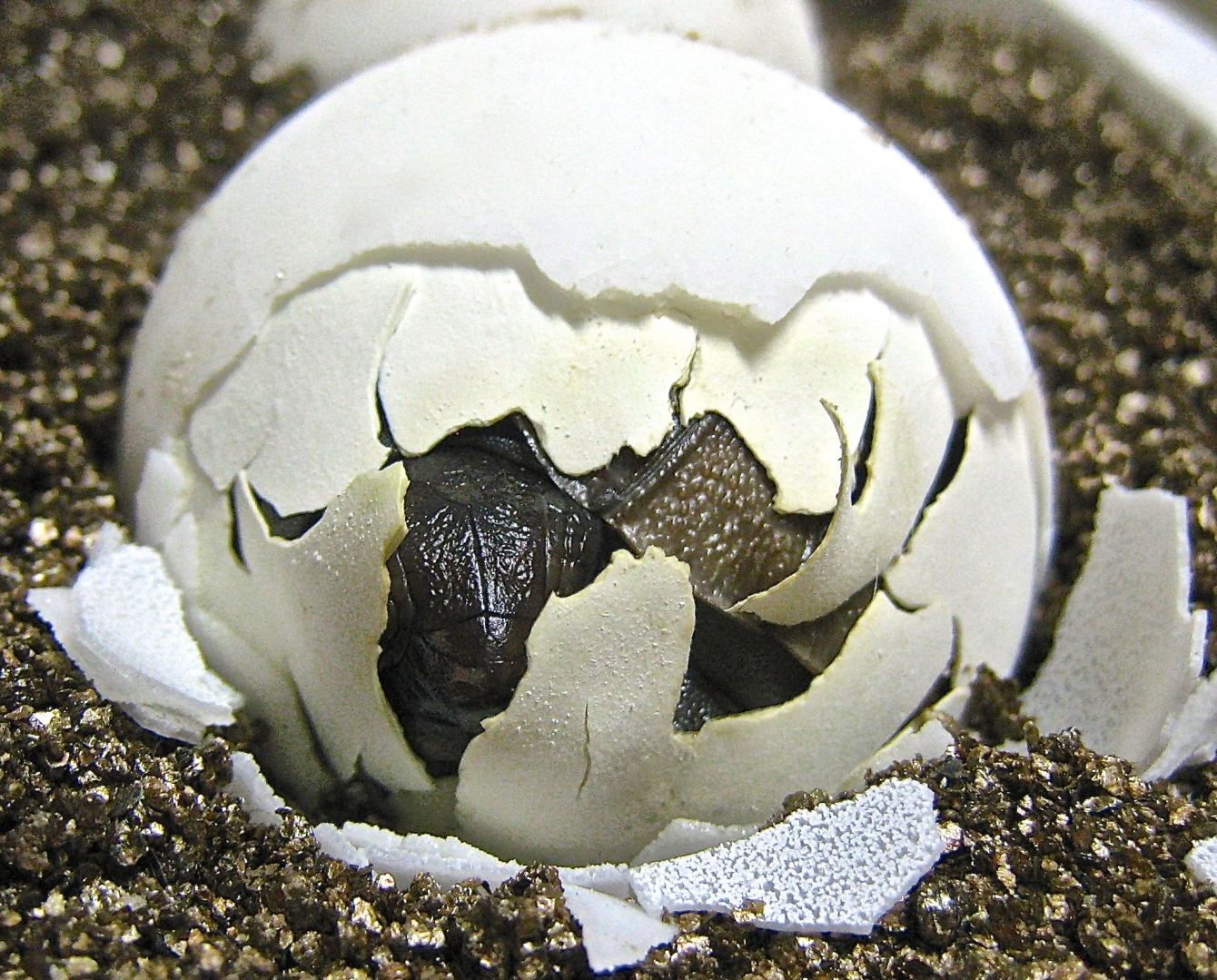 ALDABRA BREEDER