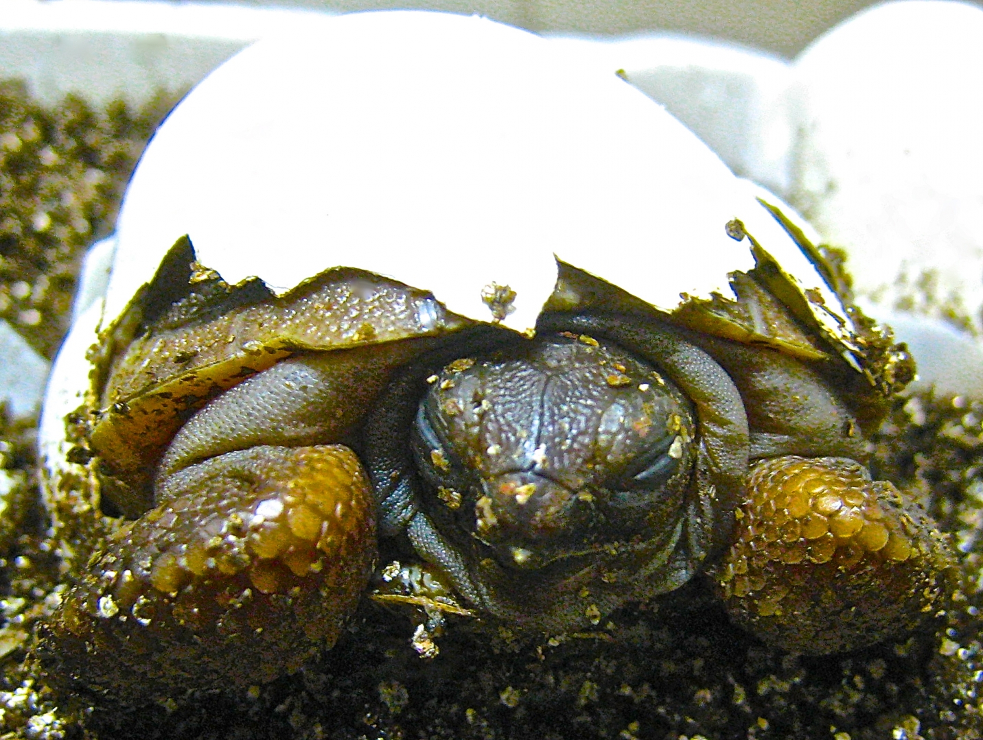 ALDABRA BREEDER