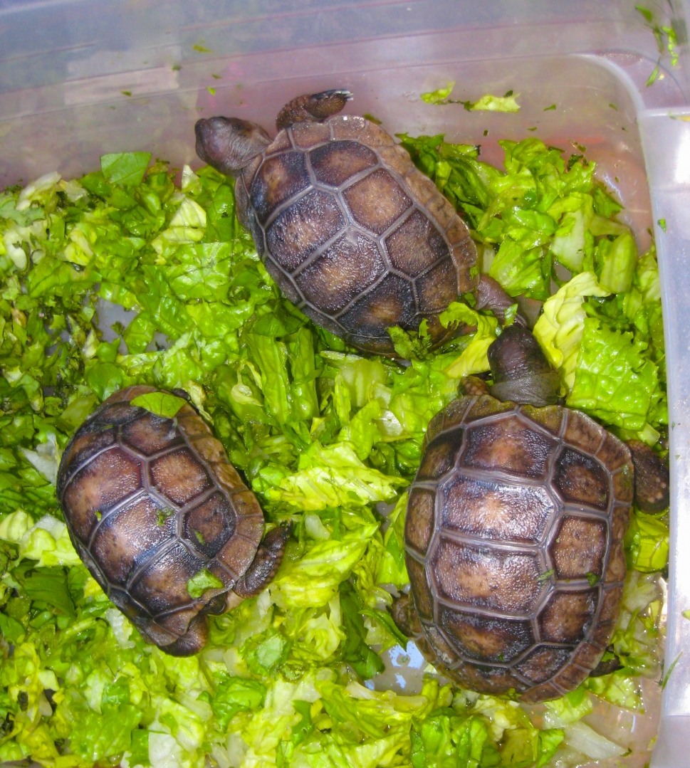 ALDABRA BREEDER