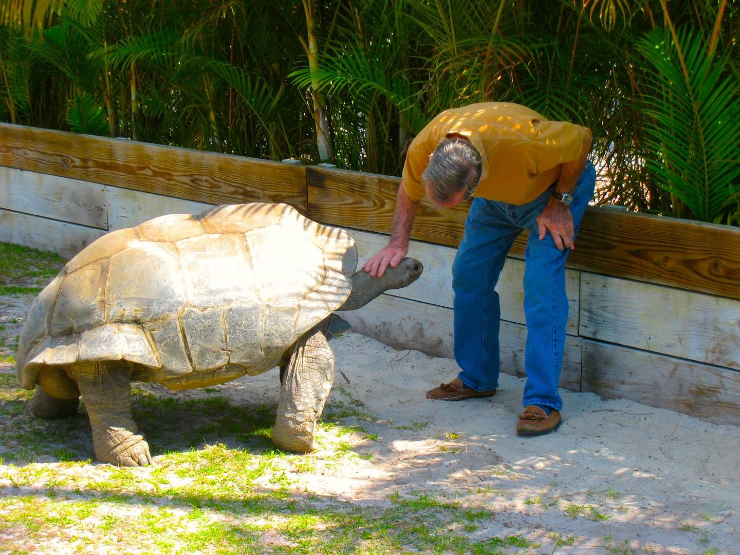 ALDABRA BREEDER