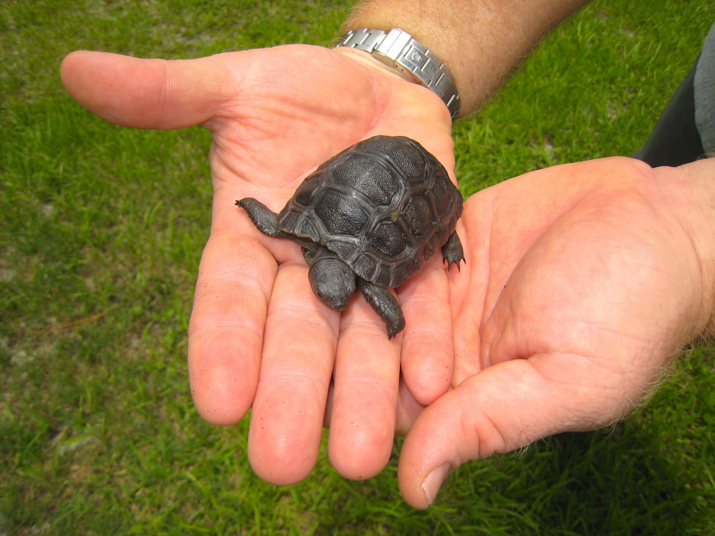 ALDABRA BREEDER