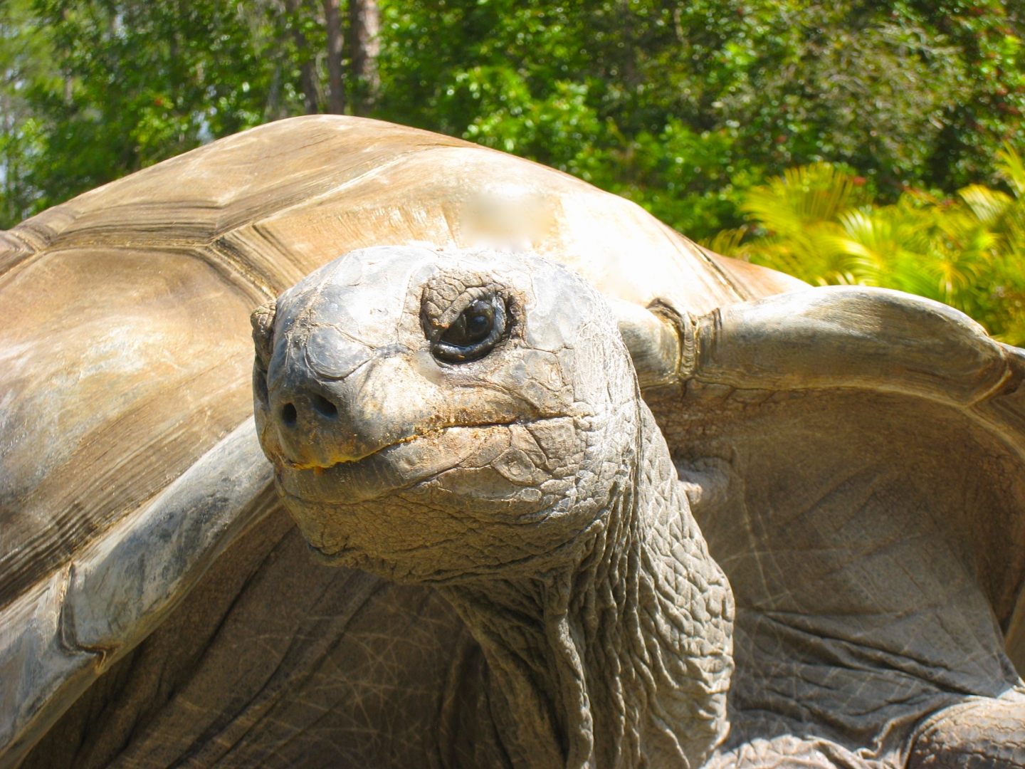 ALDABRA BREEDER