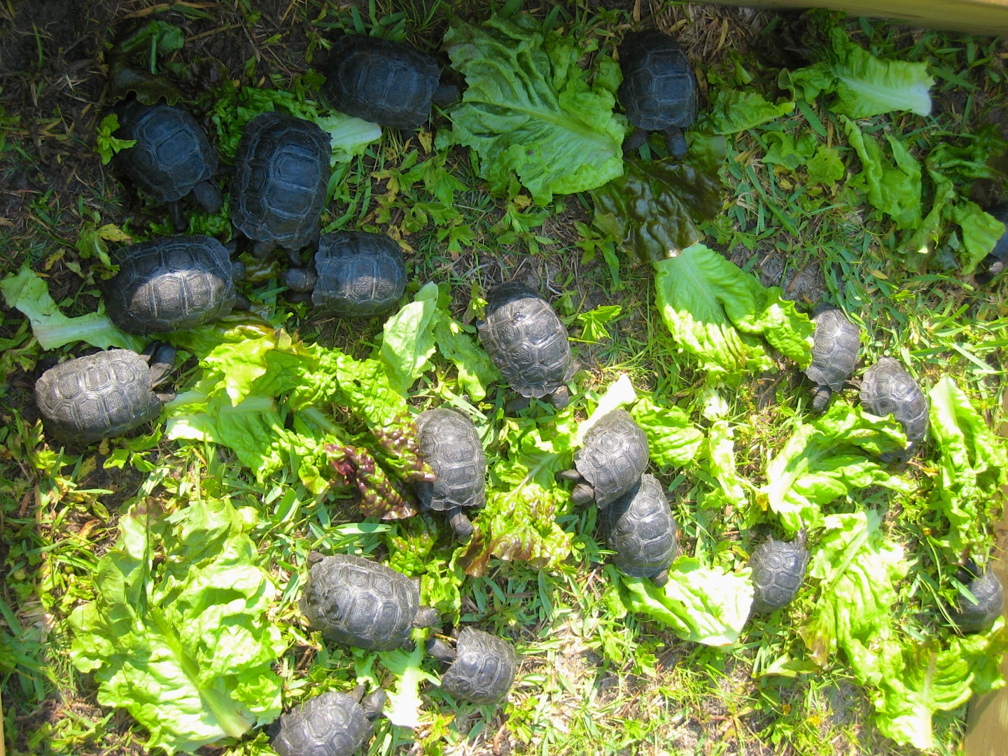 ALDABRA BREEDER