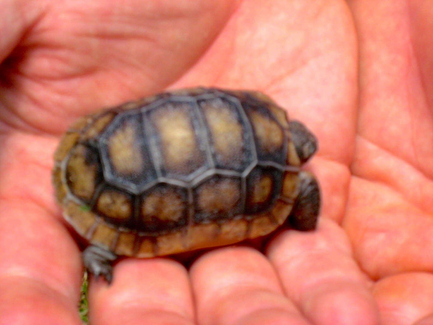 ALDABRA BREEDER