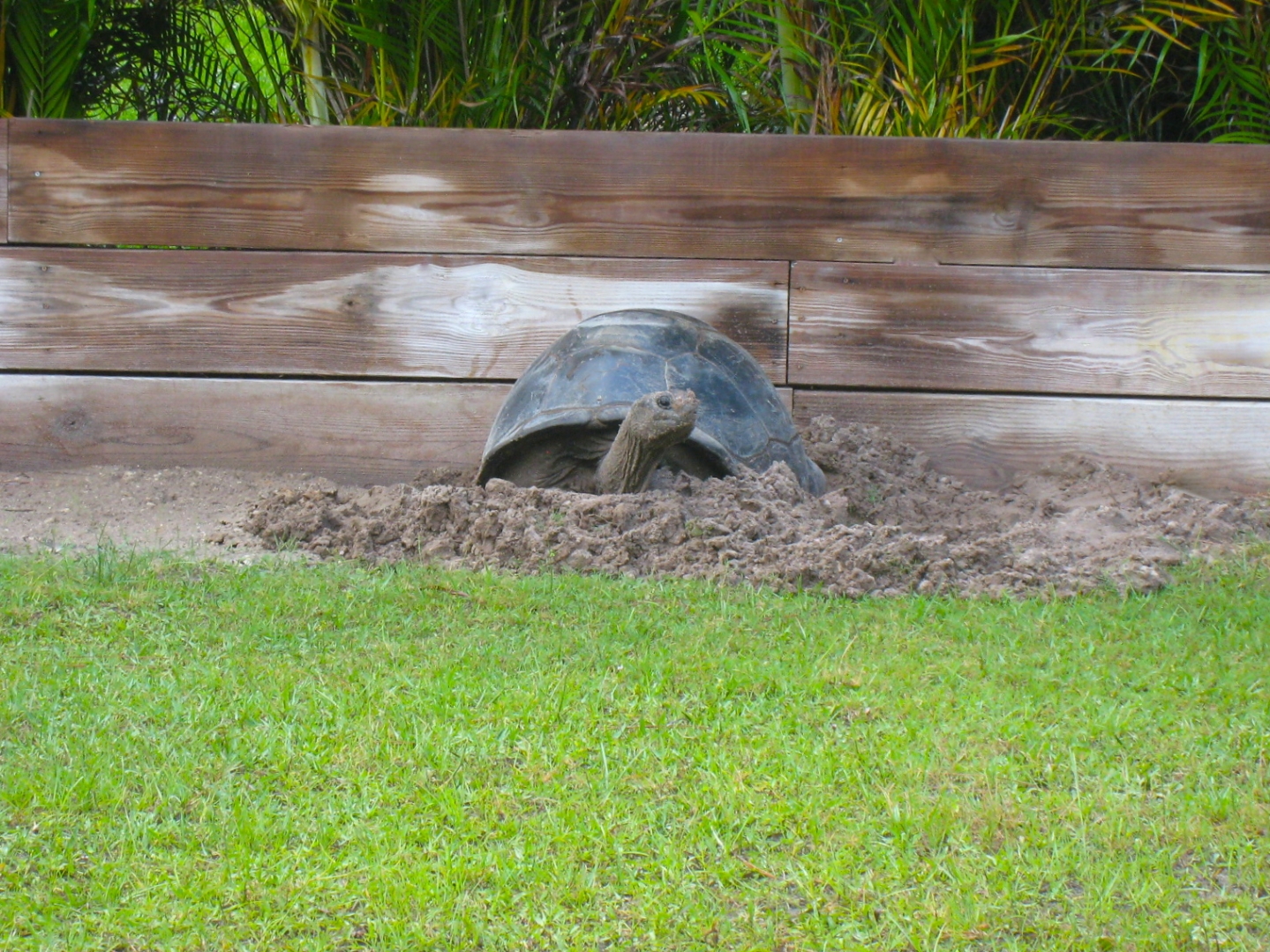 ALDABRA BREEDER
