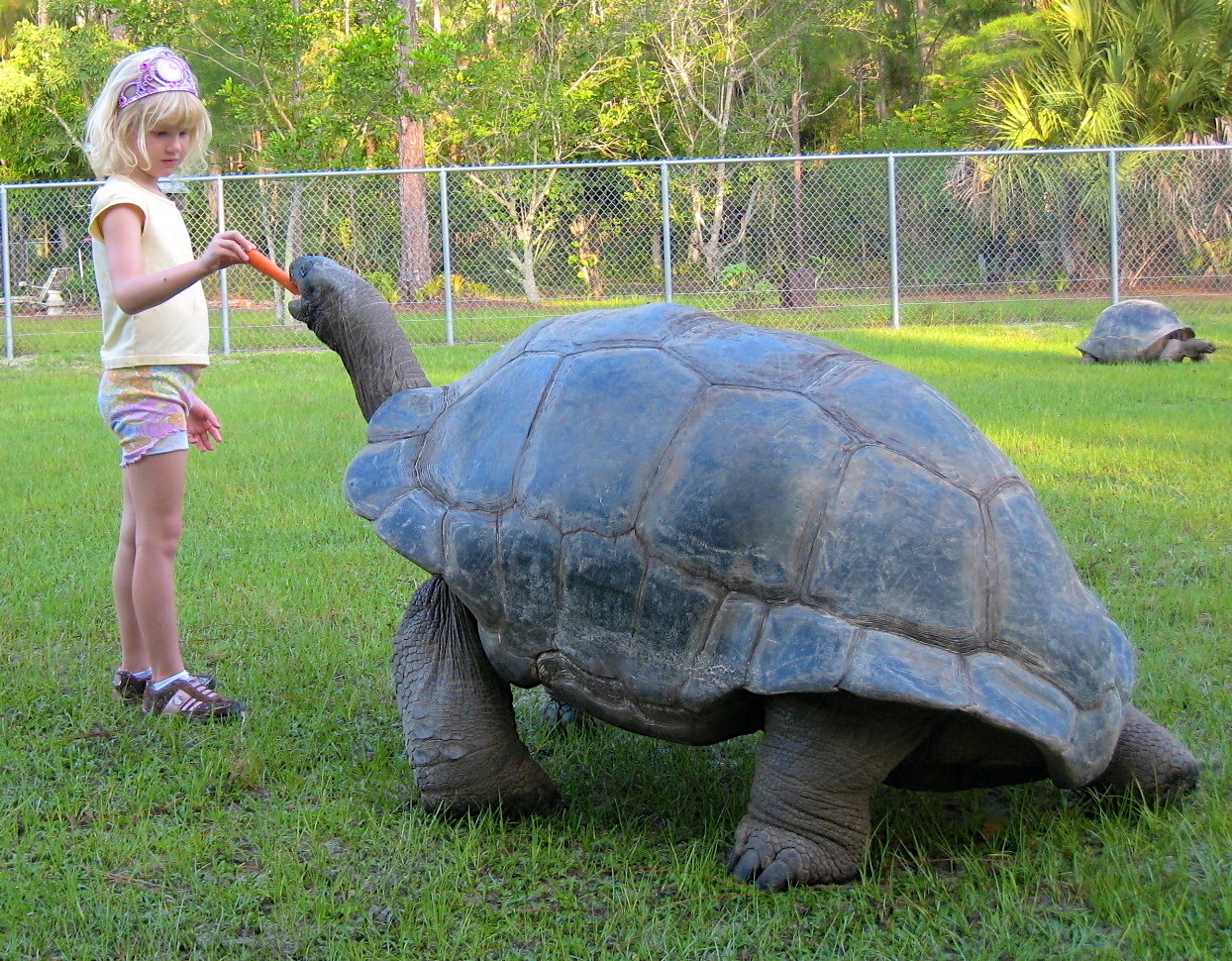 ALDABRA BREEDER