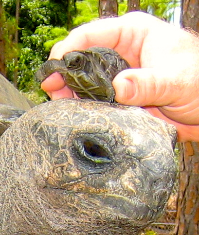 ALDABRA BREEDER