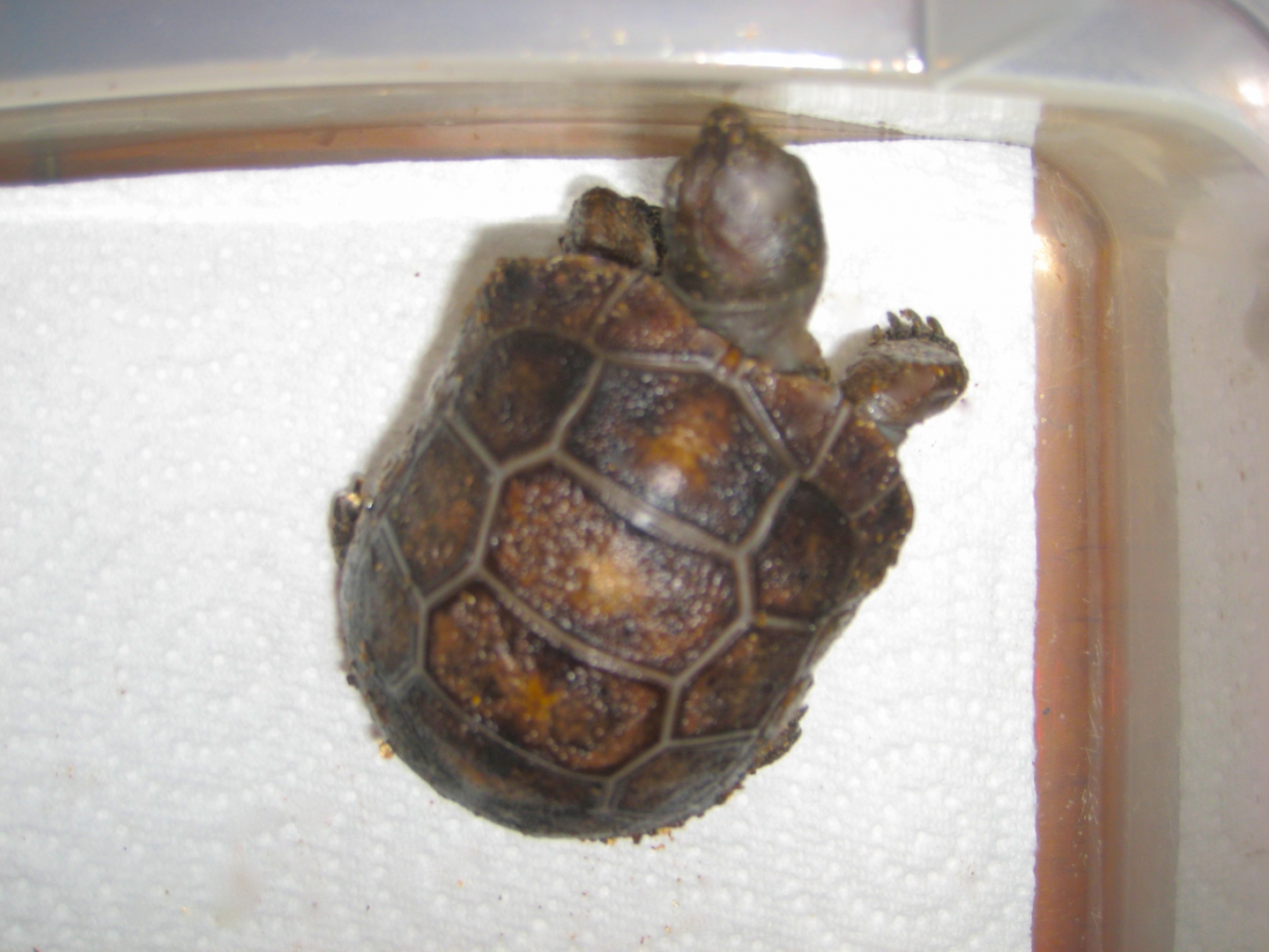 ALDABRA BREEDER