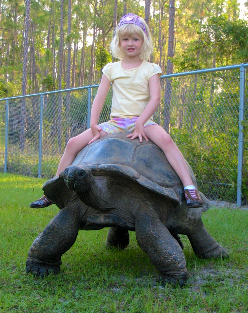 ALDABRA BREEDER