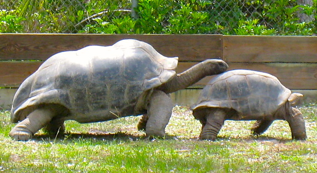 ALDABRA BREEDER