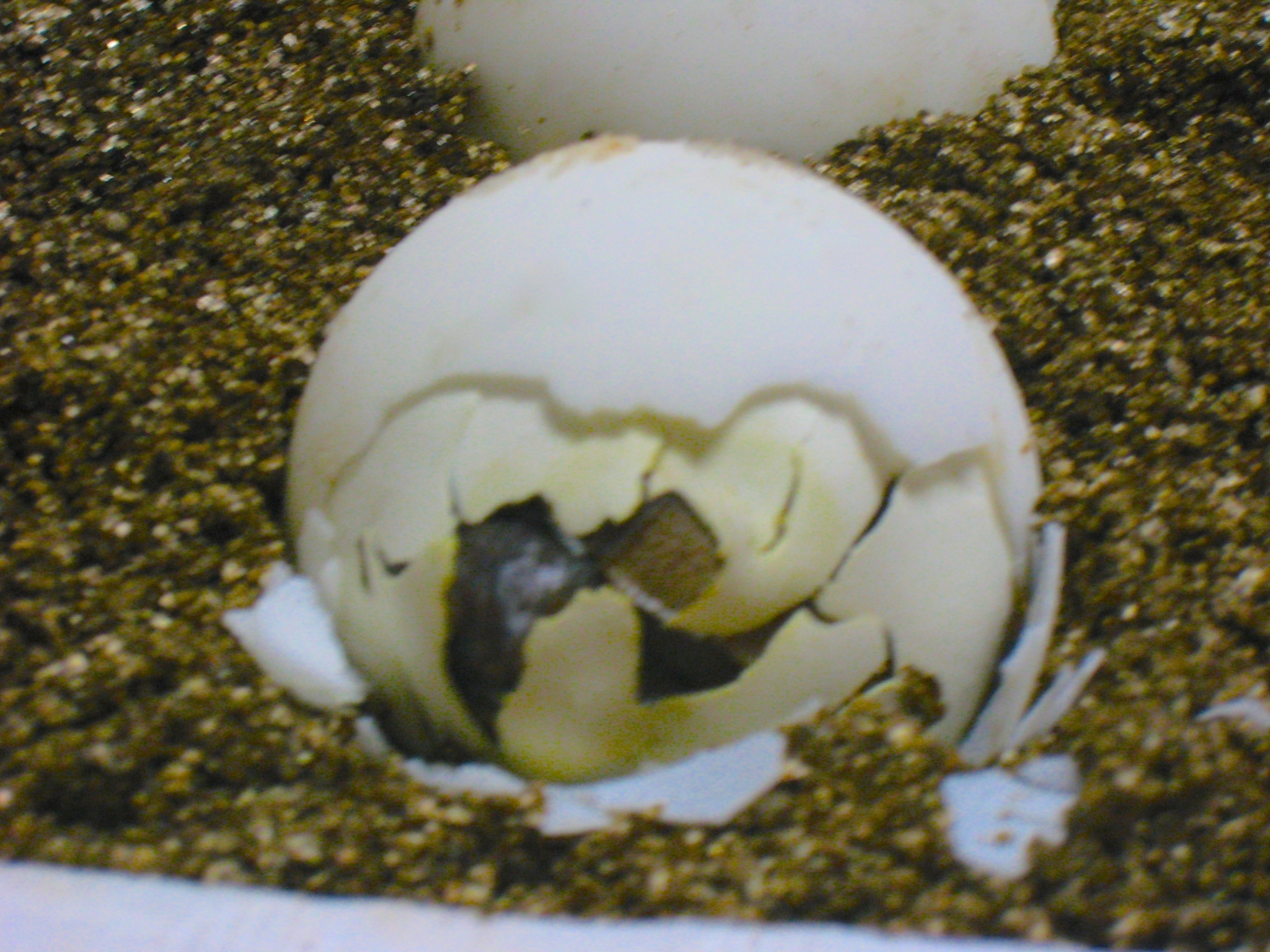 ALDABRA BREEDER