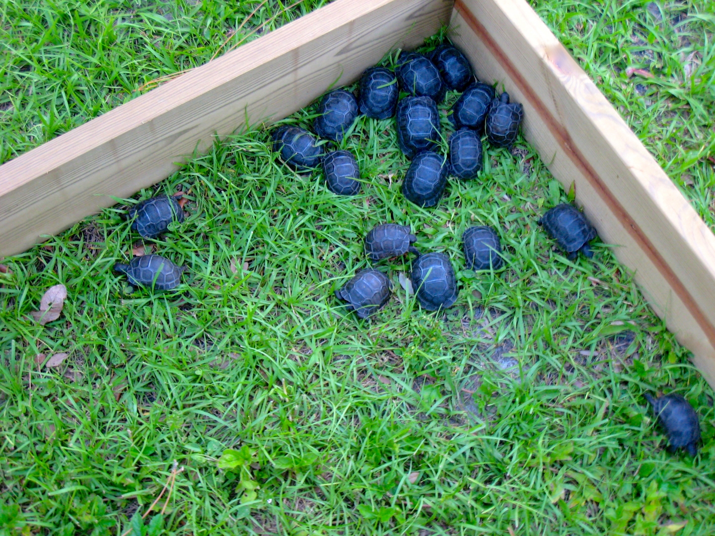 ALDABRA BREEDER