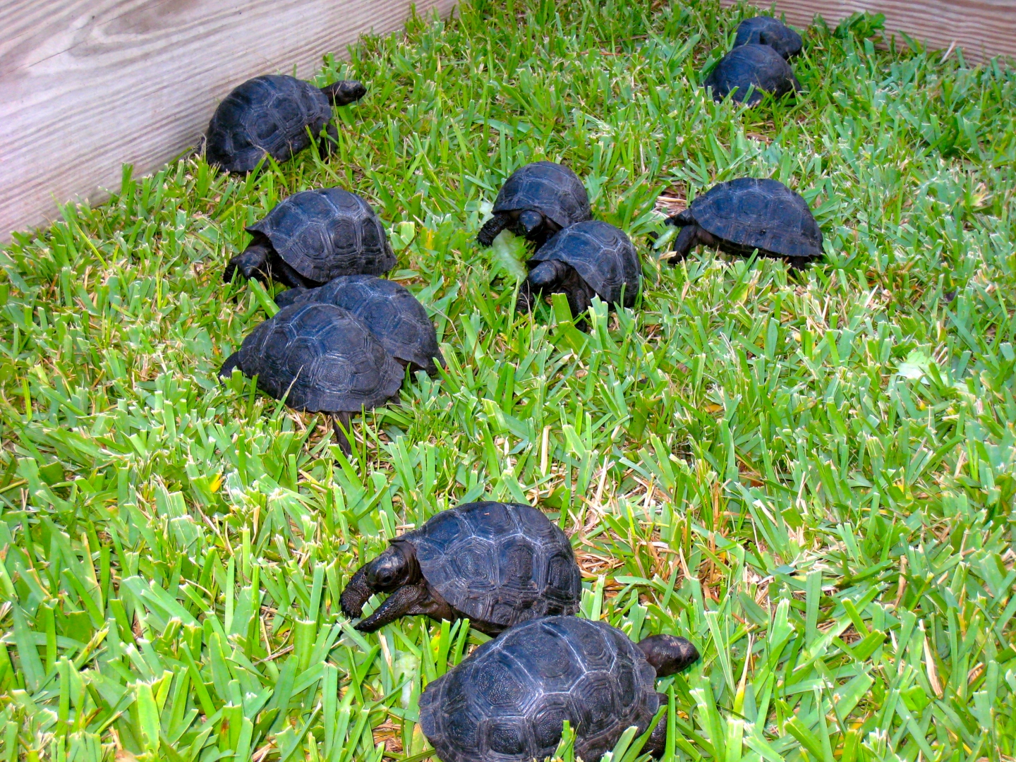 ALDABRA BREEDER
