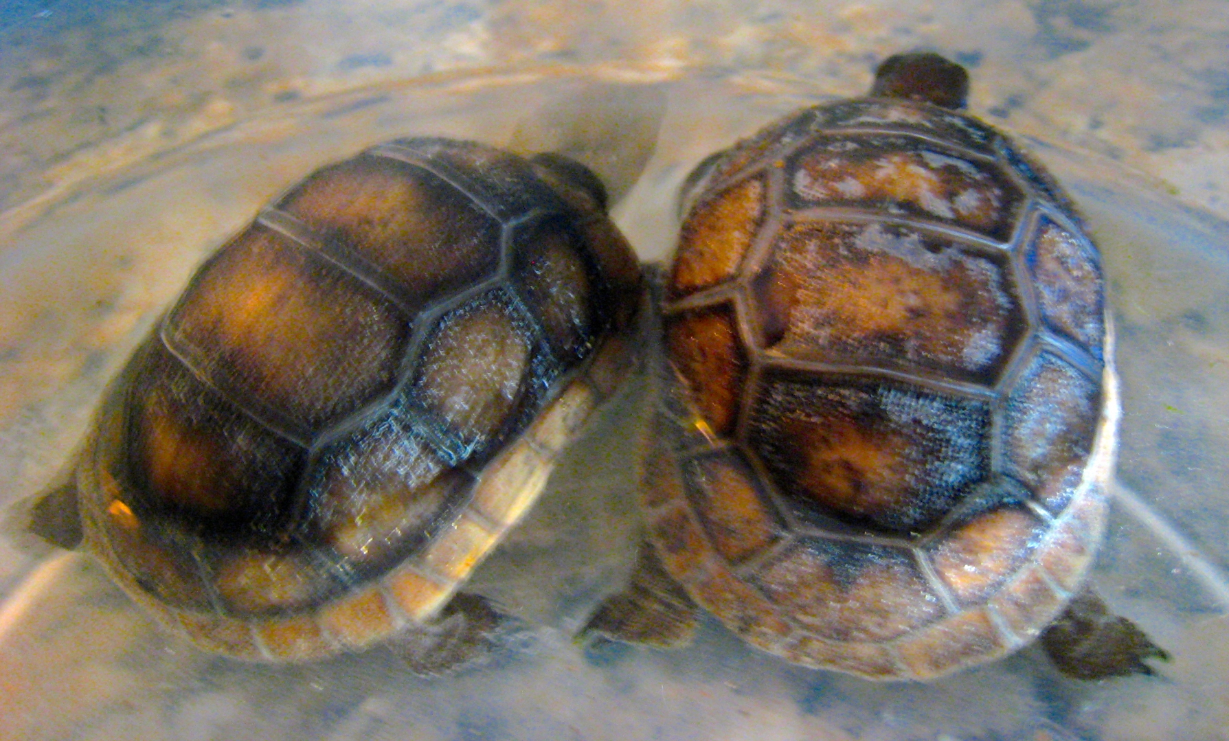 ALDABRA BREEDER