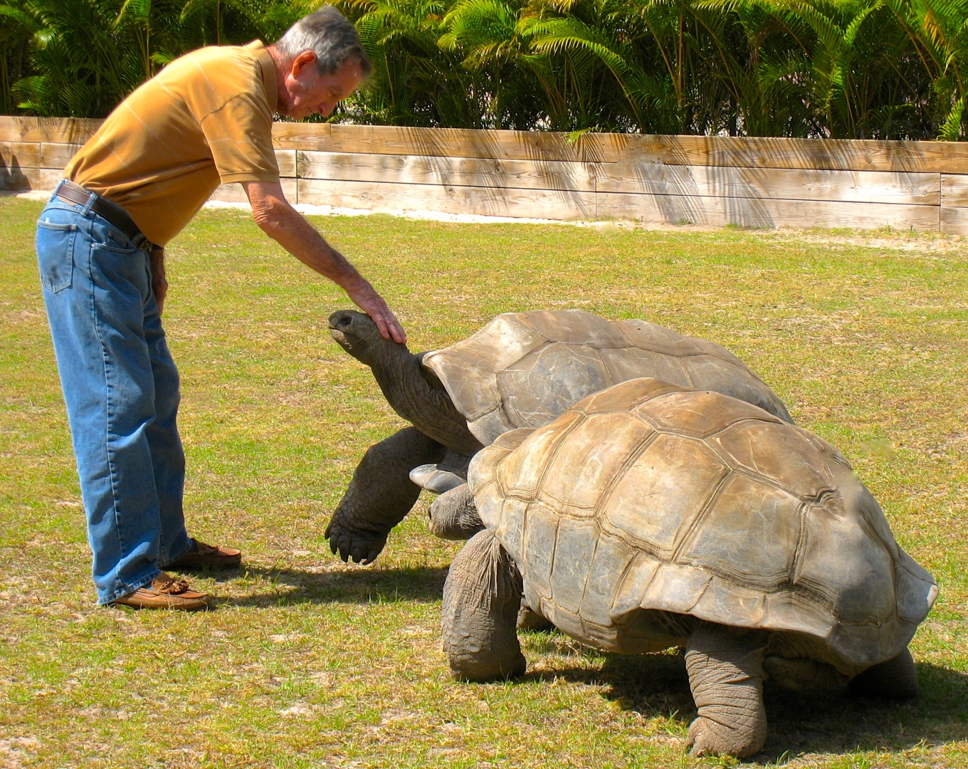 ALDABRA BREEDER