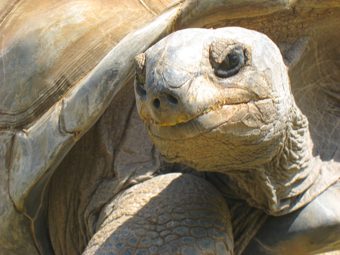 ALDABRA BREEDER