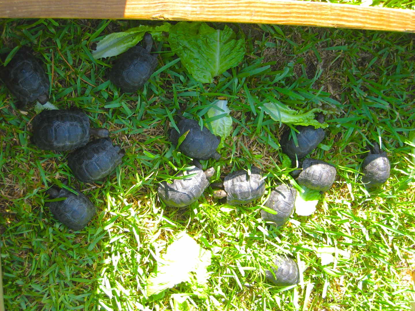ALDABRA BREEDER