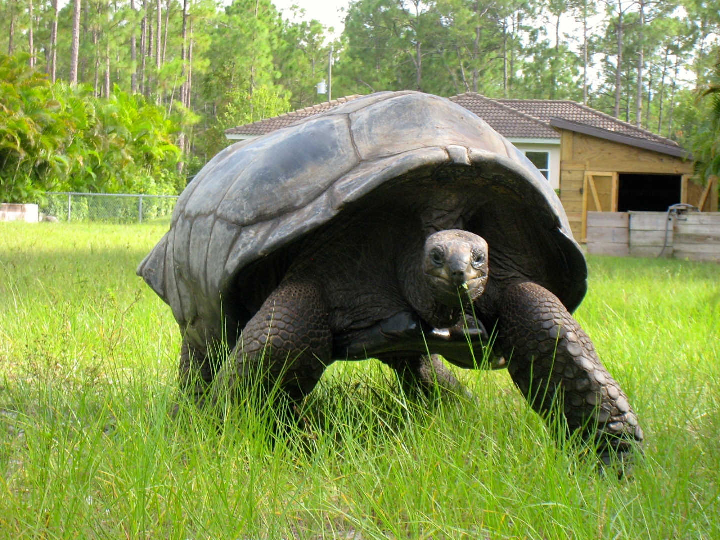 ALDABRA BREEDER