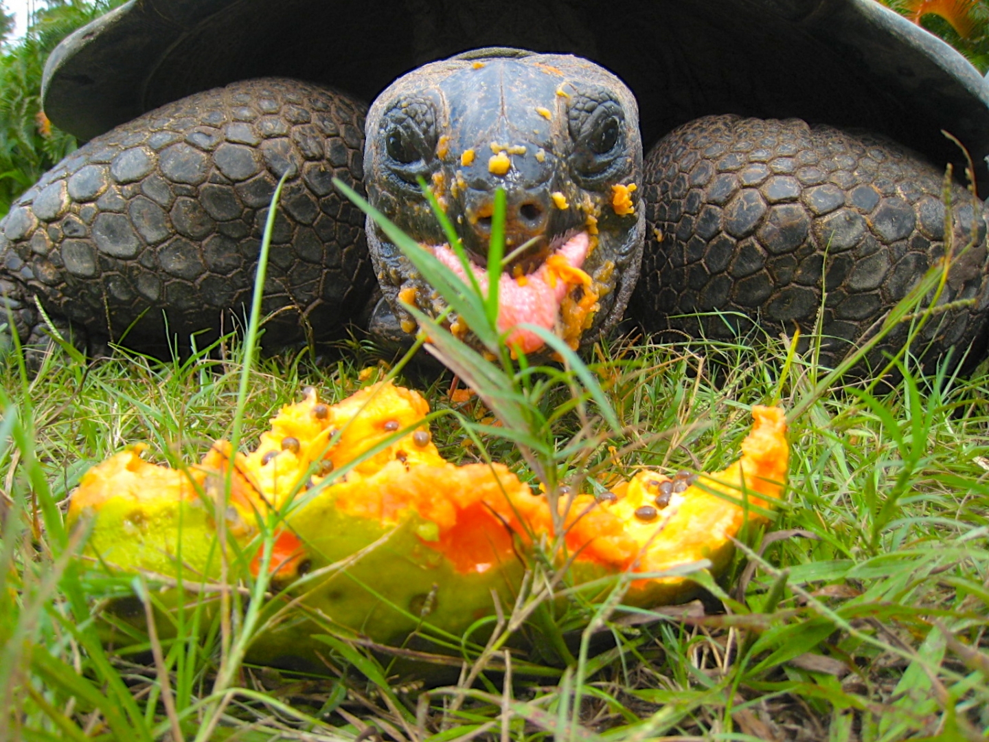 ALDABRA BREEDER
