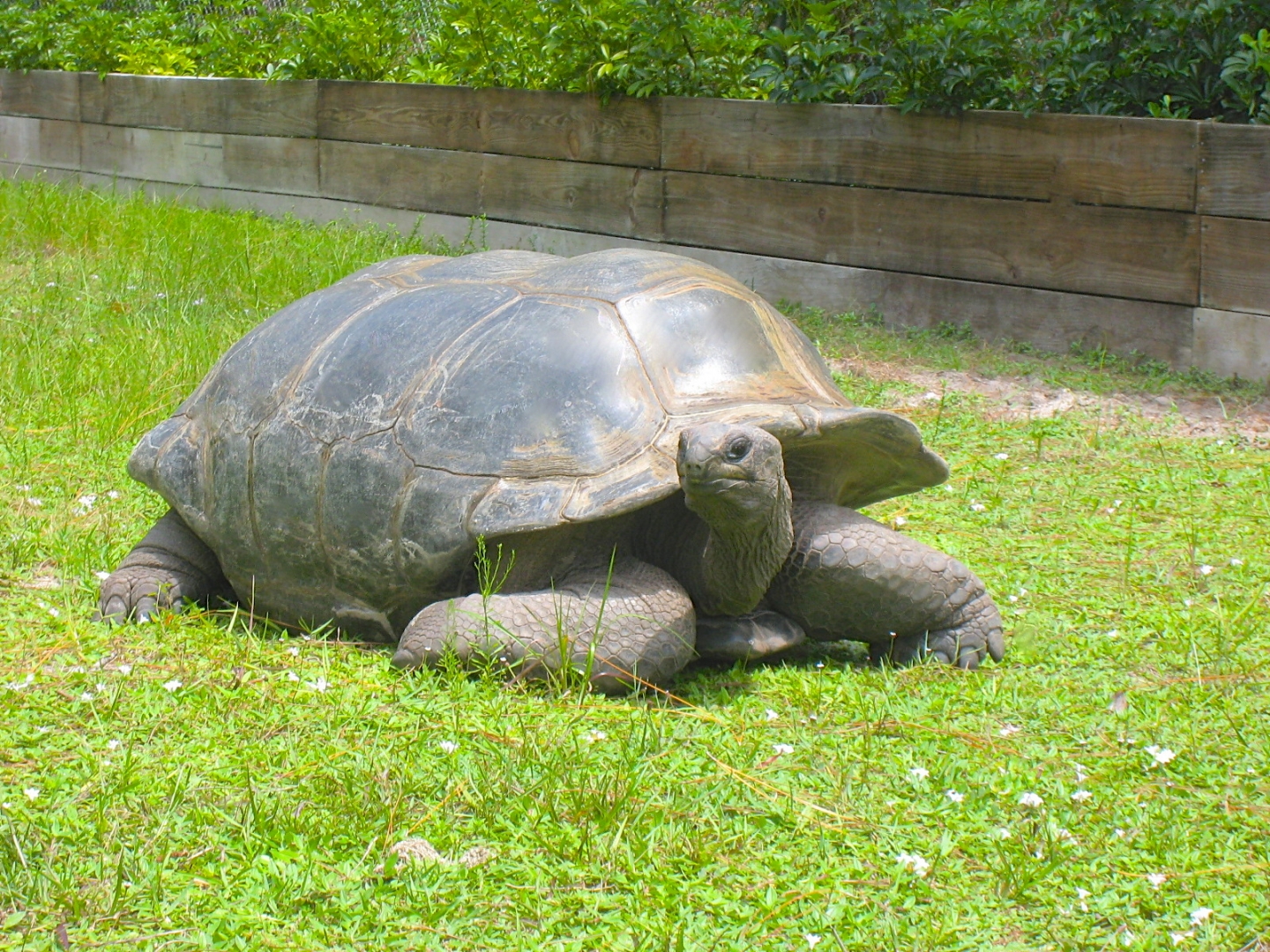ALDABRA BREEDER