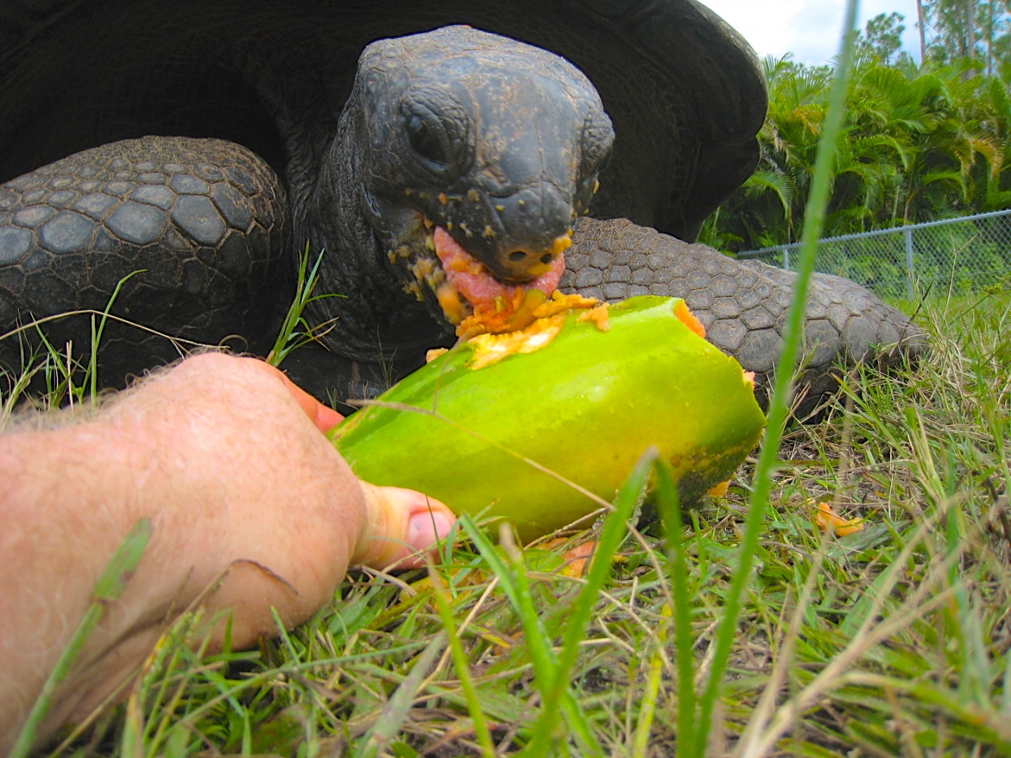 ALDABRA BREEDER
