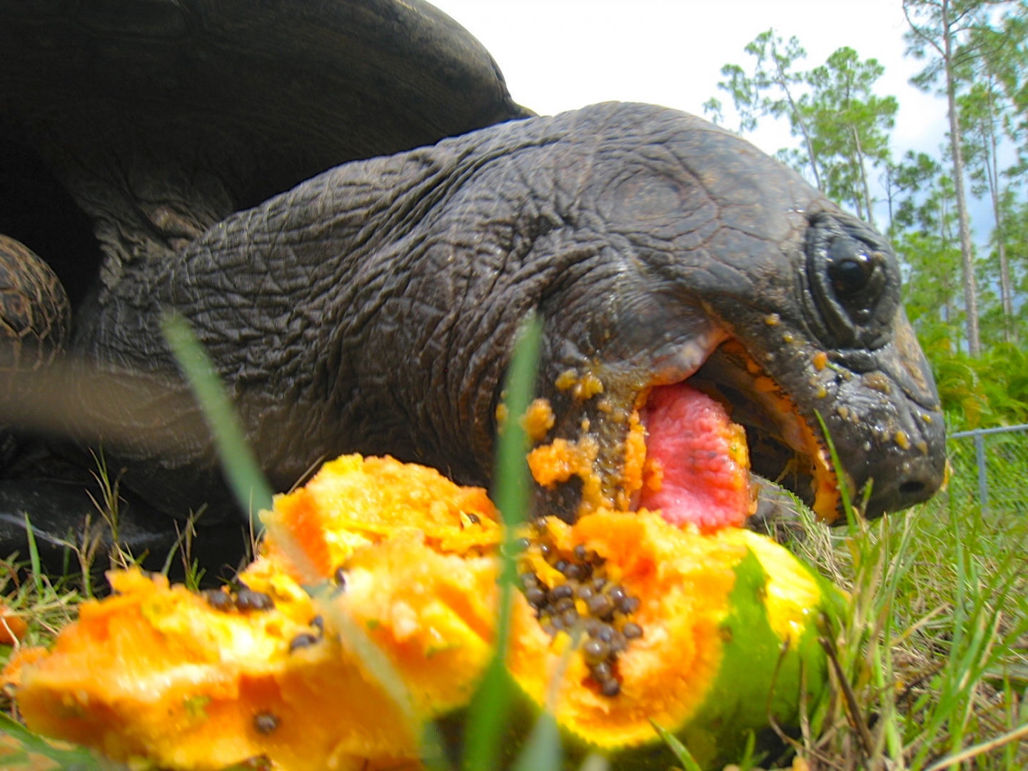ALDABRA BREEDER