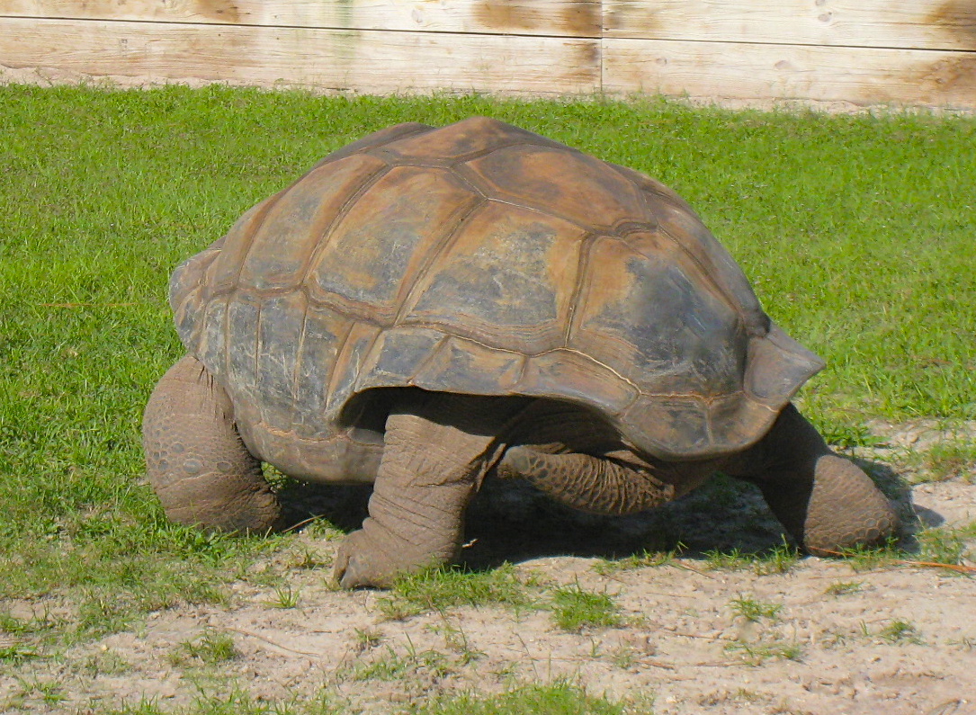 ALDABRA BREEDER