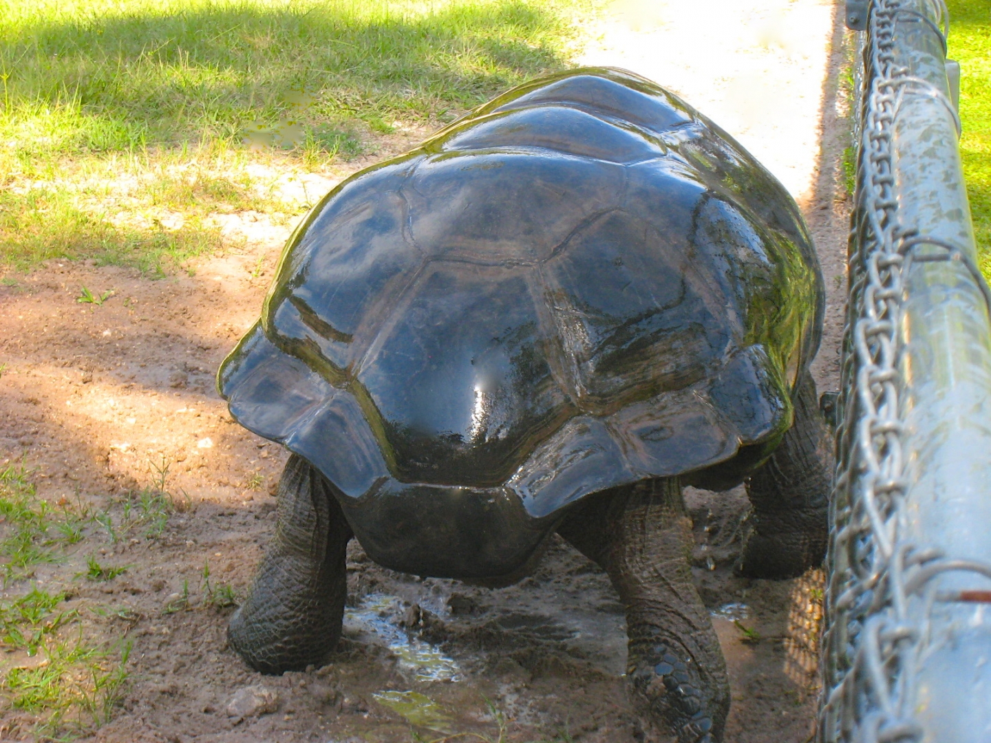 ALDABRA BREEDER