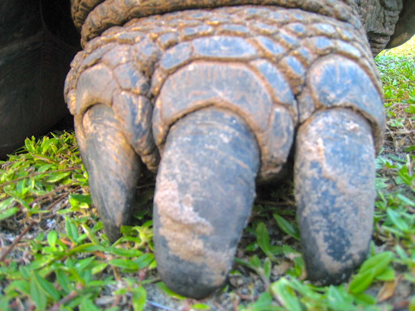 ALDABRA BREEDER