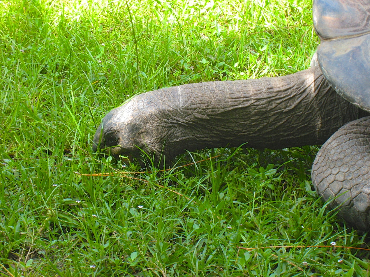 ALDABRA BREEDER