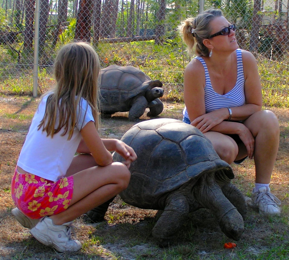 ALDABRA BREEDER