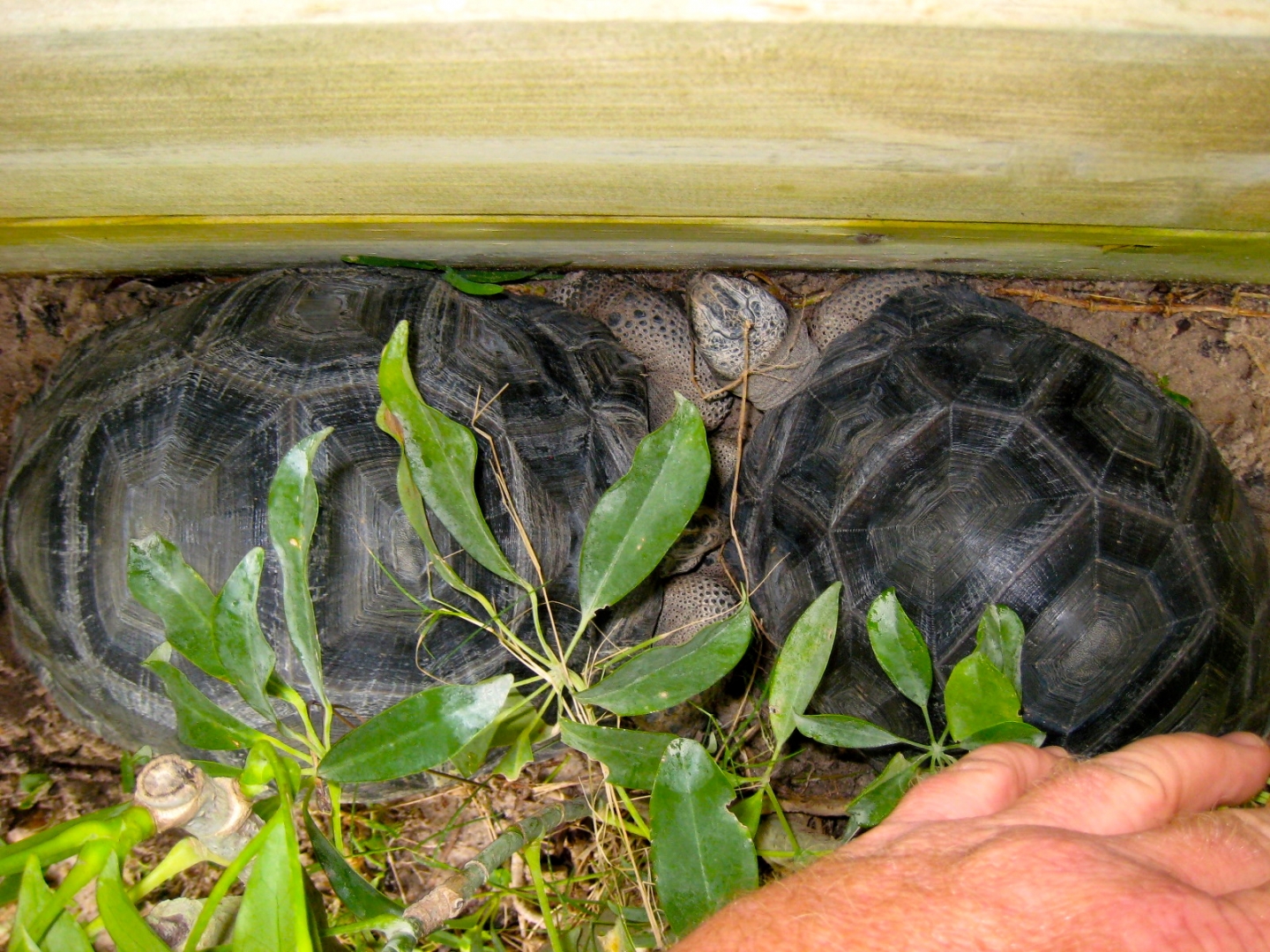 ALDABRA BREEDER