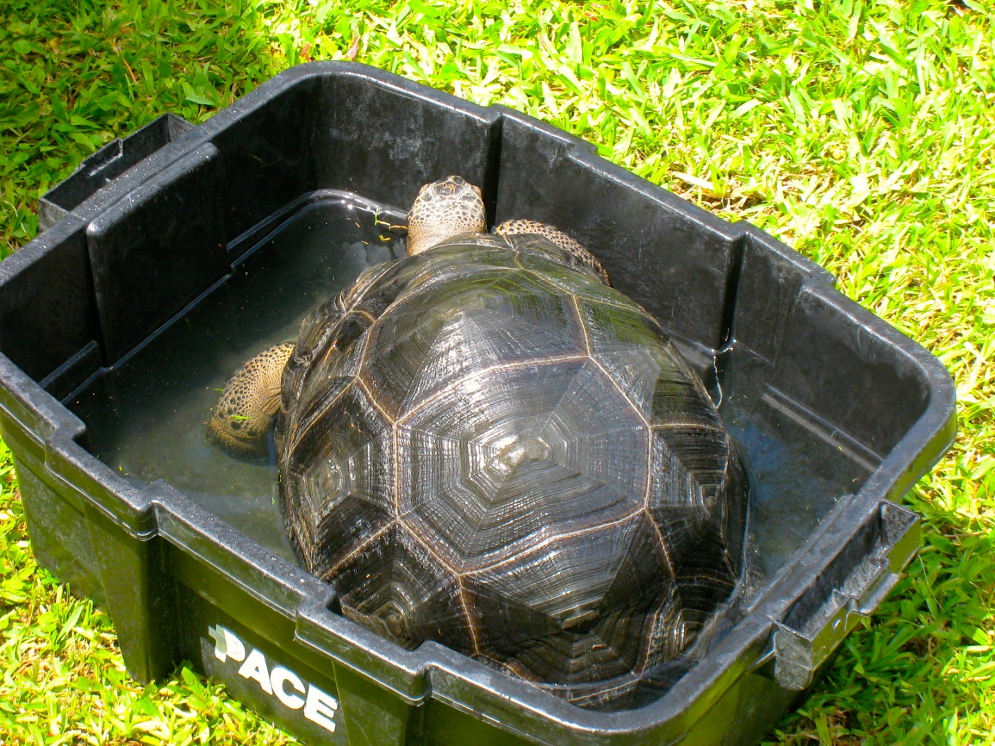 ALDABRA BREEDER