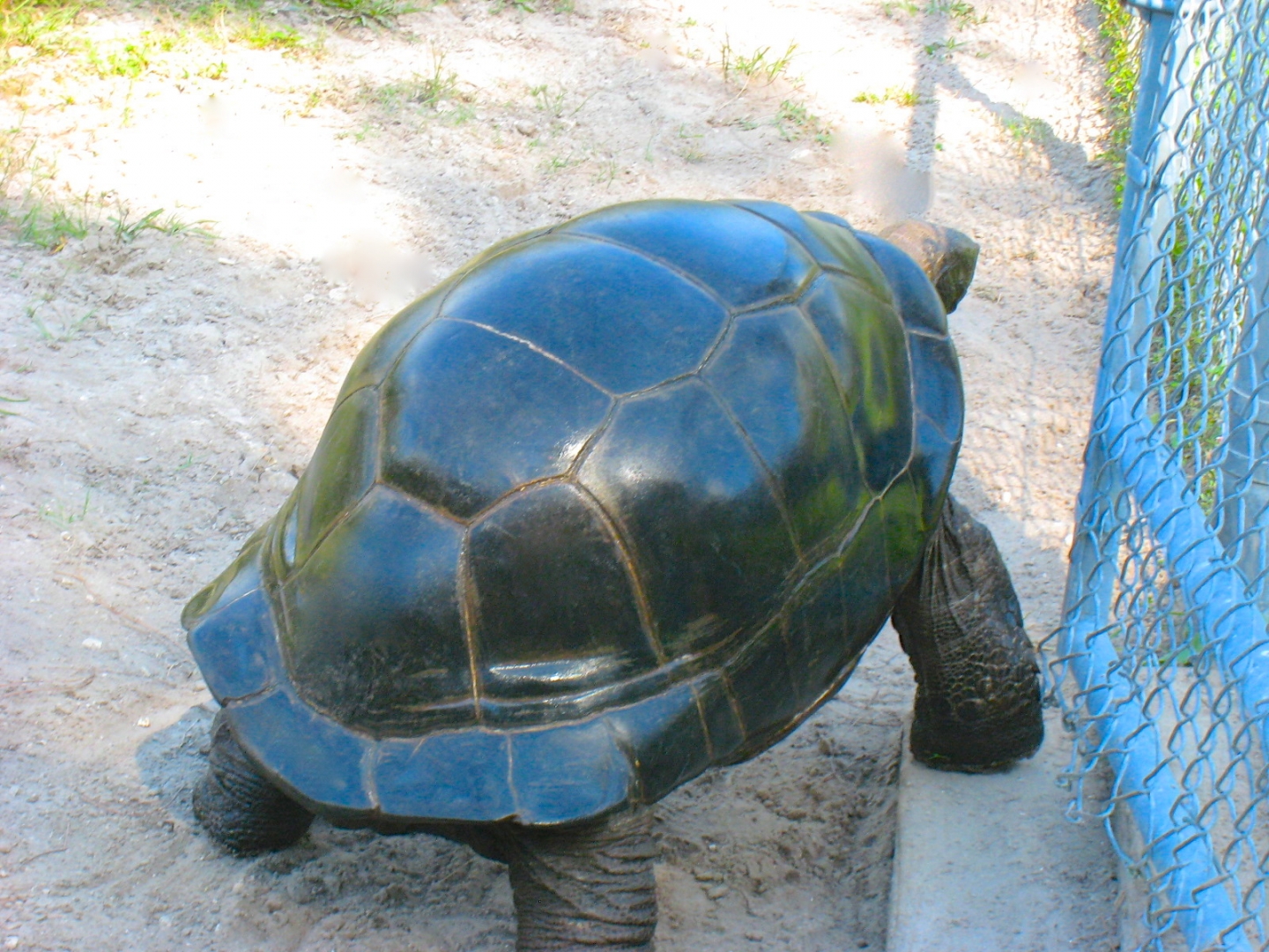 ALDABRA BREEDER